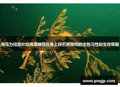 海马为何喜欢将海藻缠绕在身上探索其独特的生物习性和生存策略
